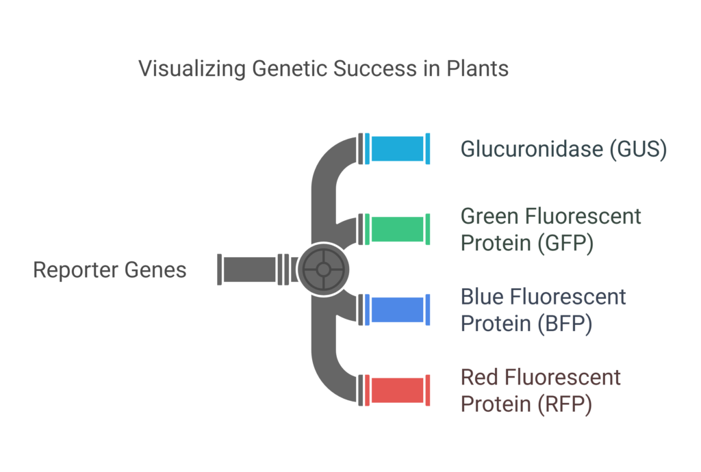 Reporter Genes and Plant Transformation