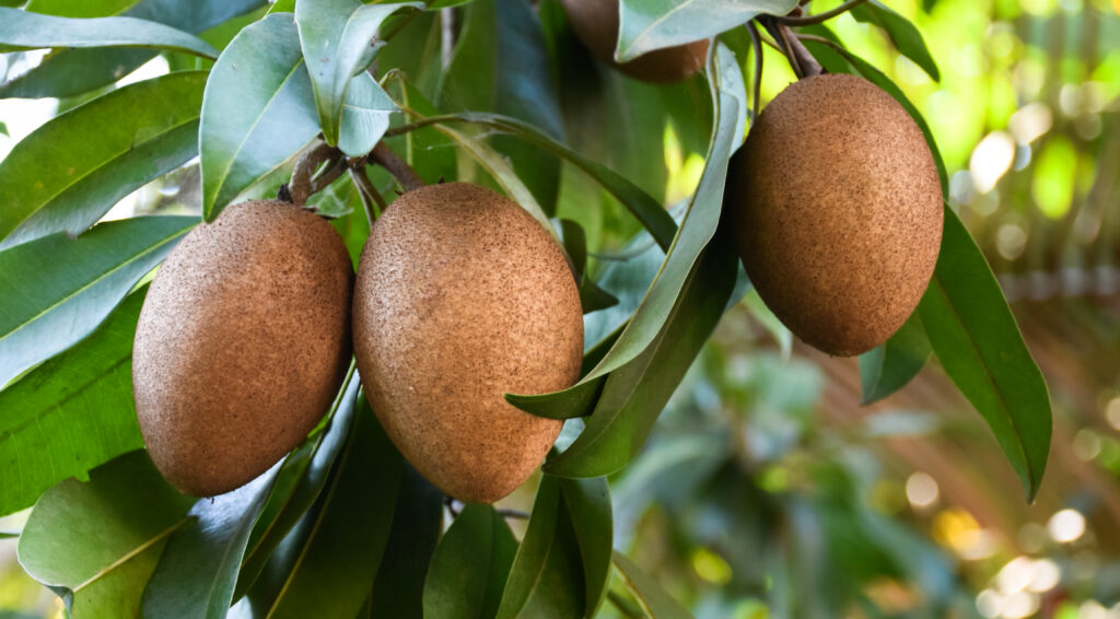 Comprehensive Guide to Sapota Cultivation.