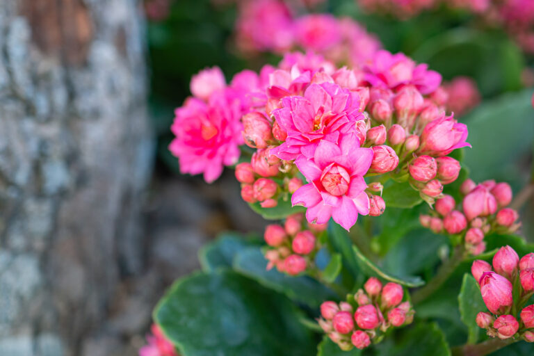 Kalanchoe blossfeldiana: The Ultimate Guide to Growing and Caring.