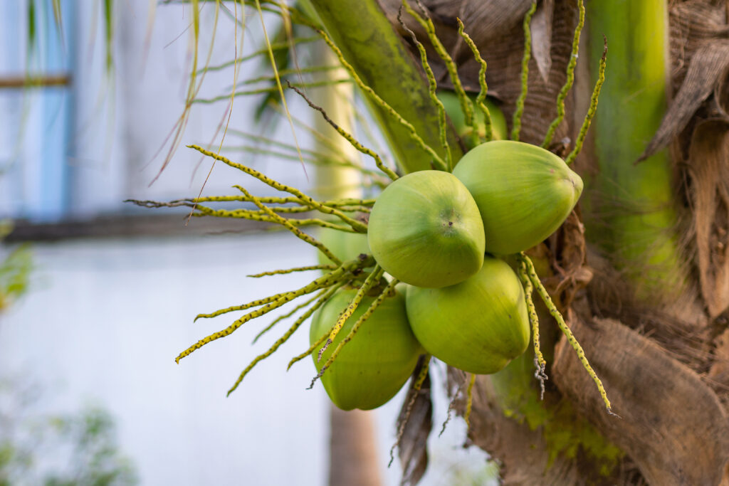 Coconut farming Profit per Acre
