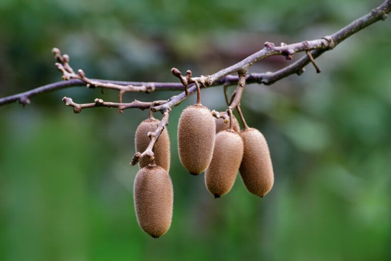 Kiwi Farming Profit Per Acre