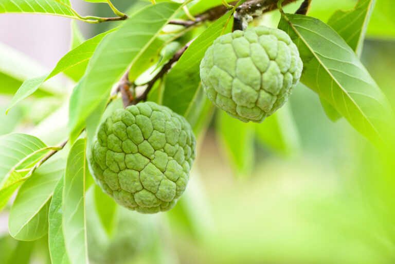 Custard Apple Farming Profit per Acre