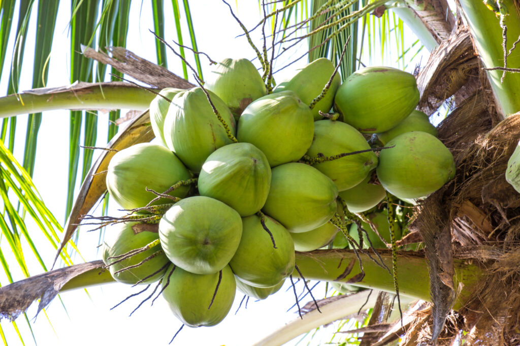 Coconut farming Profit per Acre