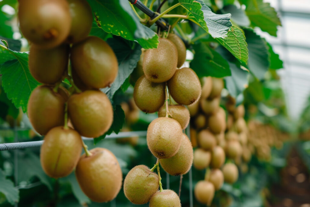 A Complete Guide to Kiwi Cultivation