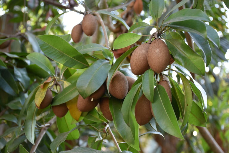 Sapota Farming Profit per Acre