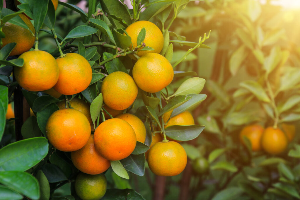 This detailed analysis highlights the key factors of orange farming profit per acre. Over time, orange farming offers significant financial returns, with the orchard reaching its break-even point and starting to generate net profits from the 6th year onwards.