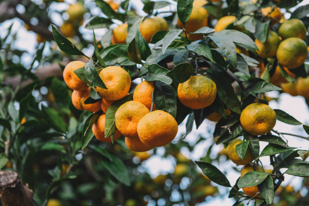 Comprehensive Guide to Orange Cultivation: Planting to Harvesting