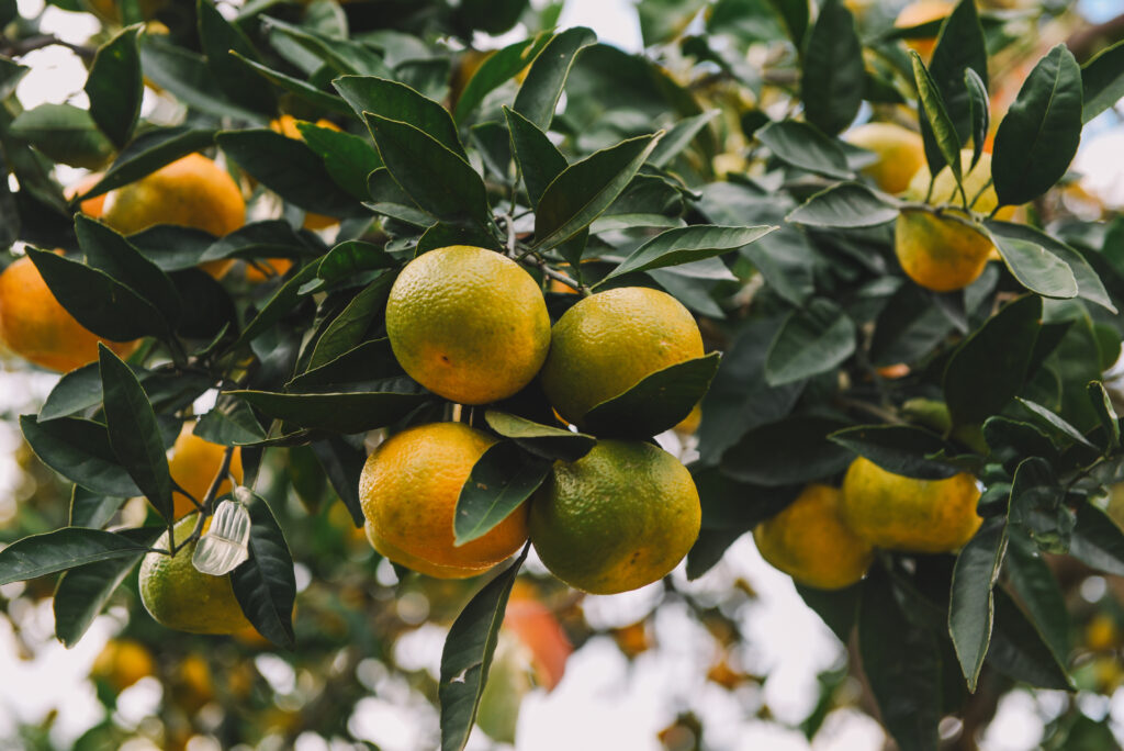Comprehensive Guide to Orange Cultivation: From Planting to Harvesting