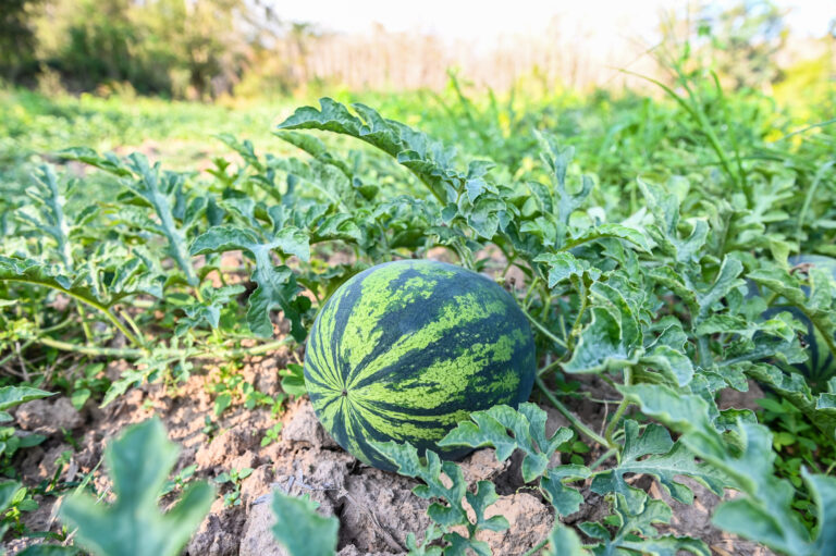Watermelon Farming Profit Per Acre