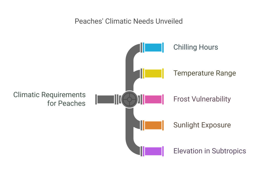 Peach Farming Profit Per Acre
