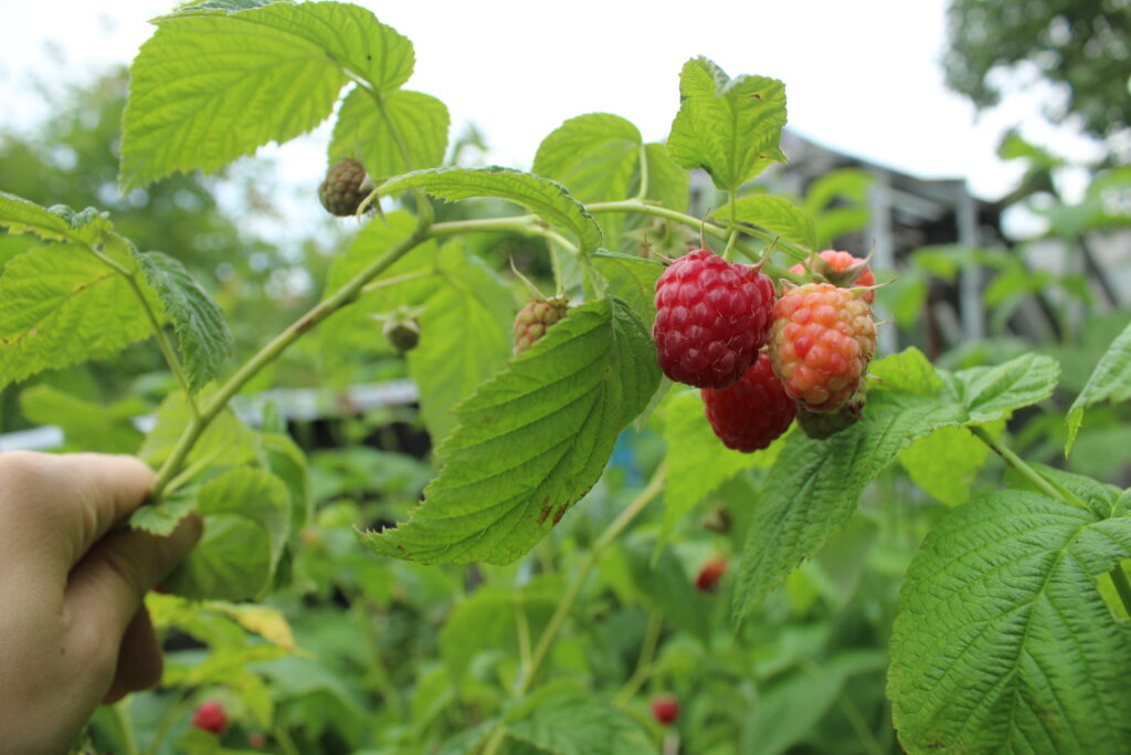 Raspberry Fruit Farming Profit Per Acre