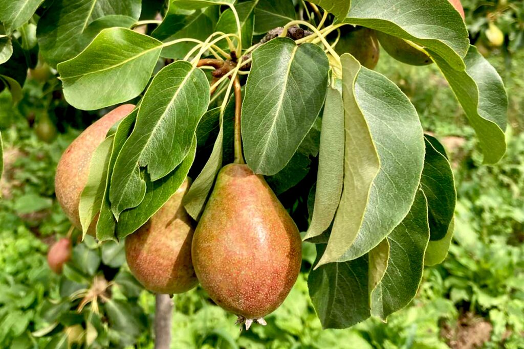 Pear Farming Profit Per Acre