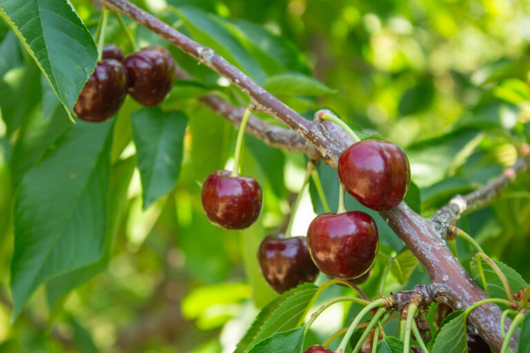 The Comprehensive Guide to Cherry Cultivation