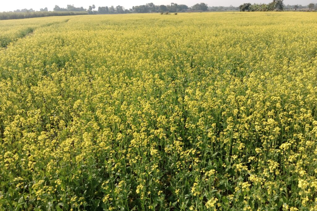 Mustard Farming Profit Per Acre