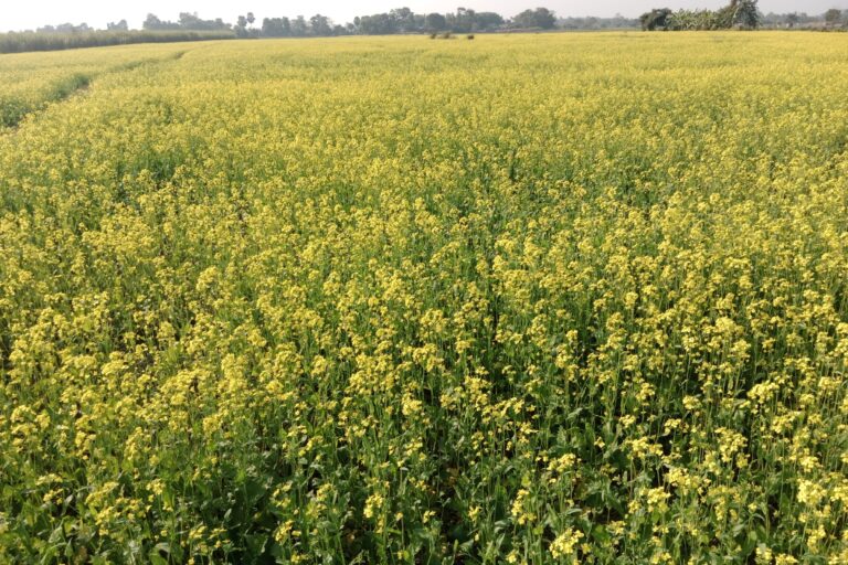 Mustard Farming Profit Per Acre