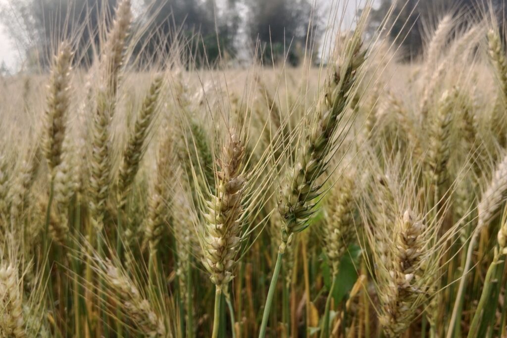 Wheat Farming Profit Per Acre