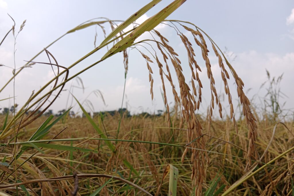 Basmati Rice Farming Profit Per Acre
