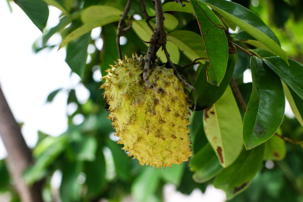 Soursop Farming Profit Per Acre