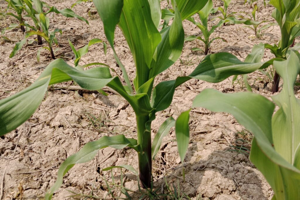 Maize Farming Profit Per Acre