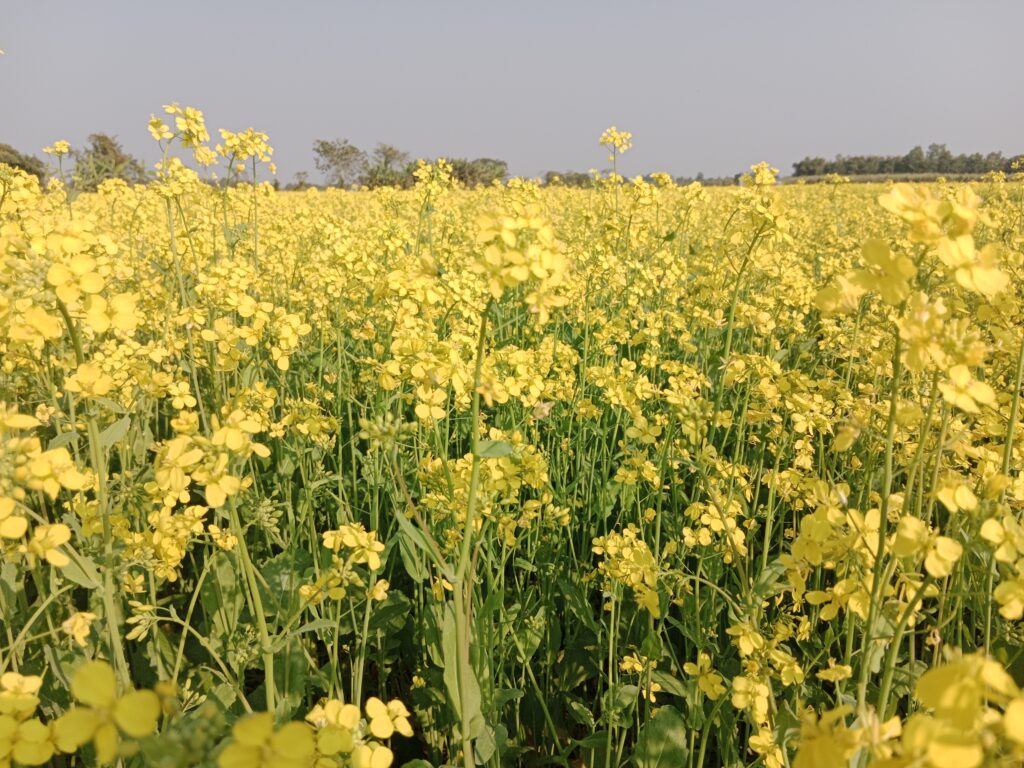Mustard Farming Profit Per Acre