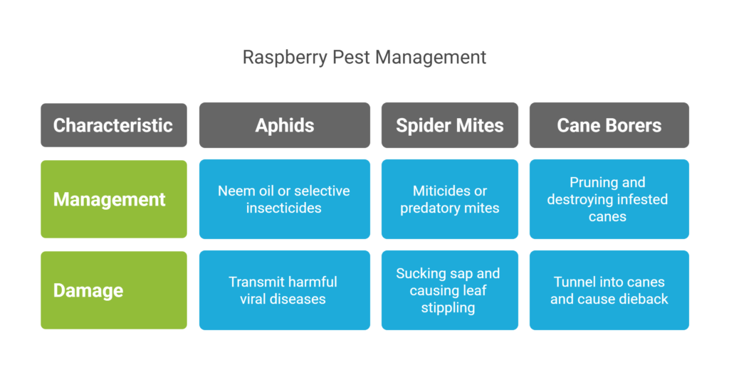 Raspberry Farming Profit Per Acre