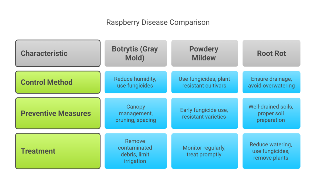 Raspberry Farming Profit Per Acre Raspberries are a nutrient-dense fruit, rich in dietary fiber and vitamin C, and their antioxidant properties may contribute to reducing the risk of chronic diseases such as heart disease, diabetes, and inflammation. The analysis of raspberry farming profit per acre highlights that summer-bearing raspberries yield a total income of NRs. 6,800,000 over 10 years, with a net profit of NRs. 5,152,000 after deducting initial costs of NRs. 523,000 and maintenance expenses of NRs. 1,125,000. In contrast, everbearing raspberries generate NRs. 11,200,000 in total income, resulting in a higher net profit of NRs. 9,228,300 after accounting for an initial investment of NRs. 846,700 and similar maintenance costs. Summer-bearing raspberries break even by year 3, while everbearing achieve this milestone in year 2 due to earlier income generation. Over a decade, everbearing offers 79% higher profitability, but both varieties yield an annual income of NRs. 400,000 post-year 10. Everbearing is ideal for those seeking quicker returns with a higher initial investment, whereas summer bearing suits those preferring lower initial costs. Combining both varieties can optimize cash flow and minimize risks. 1. Land Preparation In order to build a clean foundation, the area must be cleared of weeds, shrubs, and debris. Deep plowing is then used to loosen the soil, improve root penetration, and improve drainage and aeration. The field is leveled after plowing to guarantee even water distribution, and raised beds or rows are set up to promote appropriate drainage, especially in areas that frequently get high rainfall. The best soil conditions for raspberry growth are guaranteed by this methodical technique. 2. Soil Type Raspberries thrive in well-drained, loamy soil rich in organic matter, with a slightly acidic pH ideally between 5.5 and 6.5 (or 6.5–6.7 for optimal growth). Soil pH adjustments can be made using lime for acidic soil or sulfur for alkaline soils, and testing with readily available kits ensures precision. Good drainage is critical to prevent root rot, particularly in wet winters, and raised beds are recommended to enhance drainage in poorly draining or shallow/chalky soils. Moisture-retentive yet aerated soil balances hydration and root health, avoiding waterlogged conditions that harm raspberry plants. 3. Climatic Requirements Raspberries thrive in temperate climates with moderate summer temperatures of 20–25°C (68–77°F) and require 700–1000 mm of annual rainfall, though supplemental irrigation is critical during dry spells to sustain growth. While most cultivars tolerate mild frost, severe frost during flowering can damage blooms and reduce yields. Full sun exposure is ideal for maximizing productivity, but in regions with intense heat, partial shade helps mitigate stress. Proper climate management ensures a balance of warmth, moisture, and sunlight to support healthy growth and fruit development. 4. Major Cultivars a). Summer-Bearing Summer-fruiting raspberries are vigorous growers, typically reaching heights of around 1.8 meters (6 feet) and forming large, bushy plants. These varieties produce fruit from early to late summer, depending on the specific type. When newly planted, they generally begin fruiting in their second year, making them a slightly longer-term investment for gardeners. Heritage, Tulameen, Meeker (produce fruit in summer), Royalty, Brandiwine, Black Hawk, Bristol. b). Everbearing/Primocane On the other hand, autumn-fruiting raspberries tend to be more compact, growing to about 1.2 to 1.5 meters (4 to 5 feet) tall. These varieties bear fruit from late summer into the autumn season and are well-suited to smaller gardens due to their manageable size. Unlike summer types, they usually produce fruit in their first year, offering quicker results and easier pruning. Fallgold, Autumn Bliss, Polka (bear fruit on first-year canes). 5. Planting In order to avoid shade, raspberries are typically cultivated in rows, preferably from north to south. Additionally, a protected location is better because strong winds can break thin fruiting side branches and discourage pollinating insects. a). Planting Season Begin with healthy, one-year-old raspberry canes sourced from a trusted nursery, ideally planted in early spring when the soil is workable. In regions with mild winters, late autumn planting is another option, allowing for early root establishment. Container-grown plants offer versatility and can be planted throughout the growing season, while dormant bare-root canes are best planted in late winter or early spring before new growth emerges. Proper planting timing reduces transplant stress, supports optimal root development, and fosters rapid growth and productivity. b). Spacing i). Summer bearing Summer-fruiting varieties, being more vigorous, may require slightly wider spacing to accommodate their bushy growth. Proper spacing ensures good airflow, sunlight penetration, and ease of maintenance, reducing disease risks and promoting healthy yields. Plant to plant spacing: 3 feet. Row to row spacing: 3 meters. ii). Everbearing / Autum bearing Autumn-fruiting types can tolerate tighter spacing. Plant to plant spacing: 2 feet. Row to row spacing: 2 meters. c). Pit Preparation For pit preparation, dig holes measuring 30 cm in width and depth, then blend the excavated topsoil with organic manure—such as compost or well-rotted farmyard manure—to enrich the planting medium. This nutrient-rich mixture is backfilled into the pits to create a fertile base, ensuring robust root development and sustained nourishment for raspberry plants. Proper pit preparation enhances soil structure, moisture retention, and long-term plant health. d). Planting Method To prevent exposing roots or burying the root collar, plant raspberry canes at the same depth as when they were developed in the nursery. In order to remove air pockets and guarantee that roots stay in contact with the soil, backfill the pits with the prepared soil-manure combination, gently compacting the soil around the plant. By simulating natural growing circumstances, this technique encourages stability, lessens transplant shock, and facilitates successful establishment. e). Number of Plants per Acre Plant density varies between raspberry types: 1,482 plants per acre are recommended for summer-bearing varieties, while everbearing cultivars require a higher density of 3,317 plants per acre to maximize yield and accommodate their growth habits. This difference accounts for everbearing raspberries’ extended fruiting season and need for tighter spacing to optimize light exposure and airflow. Adhering to these guidelines ensures efficient resource use, balanced competition, and alignment with pruning and maintenance practices for each type. 6. Intercropping Intercropping with short-duration vegetables like lettuce, spinach, or radish during the first two years of raspberry cultivation can optimize land use and provide supplemental income, while avoiding plants such as tomatoes or potatoes that share pests (e.g., verticillium wilt, aphids) common to raspberries. This practice minimizes pest risks, reduces weed competition, and ensures resources like nutrients and sunlight are prioritized for young raspberry plants, promoting healthier establishment without compromising long-term yields. Careful crop selection balances soil health and economic efficiency in the early growth stages. 7. Irrigation Raspberries require weekly irrigation to maintain consistently moist soil without waterlogging, ideally using drip irrigation for efficient water use and minimizing disease risks associated with overhead watering. During critical growth stages like flowering and fruiting, ensure sufficient water supply to support bud development and fruit quality, adjusting frequency based on rainfall and soil conditions. Proper moisture management balances root health and productivity, preventing stress that could reduce yields or damage plants. 8. Fertilizer and Manure Growing raspberries require balanced nutrient management. To enhance soil structure and enrich organic matter, add 10–20 tons of farmyard manure per acre to the soil prior to planting. In order to promote root development, flowering, and fruit quality, annual fertilization consists of 50–70 kg of nitrogen per acre, divided into two doses (early spring and post-fruiting), as well as 30–40 kg/acre of potassium (K₂O) and phosphorus (P₂O₅) applied at the beginning of the growing season. If soil testing show shortages, micronutrients such as magnesium and boron should be added to ensure healthy development and resistance to nutrient-related diseases. For long-term production, this program strikes a balance between the distribution of macronutrients and organic inputs. 9. Weed Control Effective weed control in raspberry cultivation involves regular manual weeding or hoeing to eliminate competition for nutrients, water, and sunlight, particularly during early growth stages. Applying organic mulch (e.g., straw, wood chips, or black plastic) suppresses weed germination, retains soil moisture, and moderates soil temperature, while minimizing reliance on chemicals. For persistent or large-scale weed challenges, selective herbicides approved under local agricultural guidelines can be used cautiously to target weeds without harming raspberry plants. Integrating these strategies ensures a weed-free environment, reduces labor costs, and promotes robust plant health and yield. 10. Pest and Disease Management Major Pests a). Aphids Aphids, which transmit harmful viral diseases to raspberry plants, can be managed through timely intervention using neem oil (an organic solution) or selective insecticides to minimize infestations. Regular monitoring and early application disrupt their life cycle, reducing viral spread and protecting plant health while balancing ecological impact. b). Spider Mites Spider mites, which weaken raspberry plants by sucking sap and causing leaf stippling, can be controlled by spraying miticides (acaricides) or introducing predatory mites (e.g., Phytoseiulus persimilis) for biological control. Early detection and treatment prevent population explosions, preserving leaf health and photosynthetic efficiency while minimizing chemical use. Integrated approaches balance effectiveness with ecological sustainability. c). Cane Borers Cane borers, which tunnel into raspberry canes and cause dieback or plant weakening, are managed by promptly pruning and destroying infested canes to eliminate larvae and halt their lifecycle. Remove affected canes during the dormant season or at first signs of damage (e.g., wilted tips, entry holes), and burn or dispose of them away from the field to prevent reinfestation. This cultural control method reduces reliance on pesticides, preserves plant vigor, and disrupts the pest’s habitat, ensuring healthier growth and sustained yields. Common Diseases a). Botrytis (Gray Mold) Botrytis (gray mold), a fungal disease that damages raspberry fruit and canes, can be managed by reducing humidity around plants through proper canopy management, pruning, and adequate spacing. Preventive fungicides, such as sulfur- or copper-based sprays, should be applied during flowering or under humid conditions. Prompt removal of contaminated plant debris helps prevent spore spread, while limiting overhead irrigation keeps foliage dry. Integrating cultural practices with targeted fungicide use effectively reduces outbreaks, preserves fruit quality, and extends post-harvest shelf life. b). Powdery Mildew By using sulfur-based fungicides early in the infection cycle or by planting disease-resistant cultivars (such 'Polka' or 'Joan J'), raspberry leaves and stems can be protected against powdery mildew, a fungal disease that causes white, powdery growth. While resistant genotypes lessen the need for chemical interventions, resulting in healthier plants and longer-lasting yields, regular monitoring and prompt treatment stop spread. By combining these tactics with appropriate spacing and airflow optimization, their efficacy is increased, protecting the health of the plants and the quality of the fruit. c). Root Rot A fungal disease called root rot, which is brought on by standing water, can destroy raspberry bushes by rotting their roots and preventing them from growing. Raised beds or trenches enhance drainage in heavy soils, whereas prevention emphasizes growing in well-drained soils and avoiding excessive irrigation. To improve structure and aeration, make sure the soil is properly prepared with organic matter. Reduce watering, use fungicides indicated for soil-borne diseases, and remove seriously afflicted plants to stop the spread of root rot if it is detected. Irreversible damage is avoided, and root health is maintained by proactive maintenance. 11. Harvesting Raspberries should be harvested when fully ripe, firm, and brightly colored, with careful hand-picking every 2–3 days during the season to avoid bruising and ensure peak freshness. Yields typically range from 2–4 tons per acre, influenced by cultivar selection, climate, and management practices. Post-harvest, berries must be cooled immediately to 0–4°C and sold within 1–2 days to preserve texture, flavor, and market value. Timely harvesting and proper handling minimize spoilage, maximize shelf life, and maintain the fruit’s visual appeal for commercial viability. 12. Cost of Investment per Acre for Raspberry S.N. Categories Summer Bearing (NRs) Everbearing (NRs) 1 Land Preparation 40,000 50,000 2 Raspberry Saplings 148,200 331,700 3 Fertilizers and Manure 100,000 150,000 4 Irrigation System (Drip) 150,000 200,000 5 Labor Costs 30,000 40,000 6 Pest & Disease Control 30,000 40,000 8 Miscellaneous Costs 25,000 35,000 Total Initial Cost 523,000 846,700 13. Annual Maintenance Cost of Raspberry Per Acre Starting from the second year, the annual maintenance cost for raspberry cultivation ranges between NRs. 100,000 to 150,000 per acre, covering recurring expenses such as labor, pest control, fertilizer replenishment, irrigation upkeep, and minor equipment repairs. For simplified calculations, an average of NRs. 125,000 per acre is assumed, which accounts for routine operational needs and mitigates fluctuations due to seasonal variations or unexpected challenges. This recurring cost is critical to sustaining yield quality and productivity, directly influencing long-term profitability by reducing net income annually until the end of the cultivation cycle. Farmers must budget for this expense to ensure consistent crop health and optimal returns, especially as yields increase significantly from the third year onward. 14. Income from One Acre Raspberry Year Summer Bearing Yield Everbearing Yield Rate (NRs/kg) Summer Income (NRs) Everbearing Income (NRs) 1st Year 0 kg 1,500 kg 400 0 600,000 2nd Year 1,000 kg 2,500 kg 400 400,000 1,000,000 3–10 Year 2,000 kg 3,000 kg 400 800,000/yr 1,200,000/yr 11+ Year 1,000 kg 1,000 kg 400 400,000/yr 400,000 15. Analysis of Raspberry Farming Profit Per Acre a). Summer Bearing Raspberry The total income from summer-bearing raspberries over 10 years amounts to NRs. 6,800,000, with NRs. 400,000 generated in year 2 and NRs. 6,400,000 accumulated from years 3 to 10 (NRs. 800,000 annually for 8 years). The total costs include an initial investment of NRs. 523,000 and maintenance expenses of NRs. 1,125,000 over years 2 to 10 (NRs. 125,000 annually for 9 years), resulting in total costs of NRs. 1,648,000. This yields a net profit of NRs. 5,152,000 over the 10-year period. b). Evergreen Bearing Raspberry The total income from everbearing raspberries for over 10 years is NRs. 11,200,000, comprising NRs. 600,000 in year 1, NRs. 1,000,000 in year 2, and NRs. 9,600,000 from years 3 to 10 (NRs. 1,200,000 annually for 8 years). The total costs include an initial investment of NRs. 846,700 and maintenance expenses of NRs. 1,125,000 over years 2 to 10 (NRs. 125,000 annually for 9 years), amounting to NRs. 1,971,700. This results in a net profit of NRs. 9,228,300 over the 10-year period. c). Break-Even Point Summer bearing The cumulative losses for summer-bearing raspberries until year 2 are NRs. 248,000, calculated as NRs. 523,000 (initial cost) + NRs. 125,000 (year 2 maintenance) – NRs. 400,000 (year 2 income). The break-even point is achieved by year 3 after generating a profit of NRs. 675,000 (NRs. 800,000 income – NRs. 125,000 maintenance). Everbearing The cumulative losses for everbearing raspberries until year 1 are NRs. 246,700, calculated as NRs. 846,700 (initial cost) – NRs. 600,000 (year 1 income). The break-even point is reached by year 2 after generating a profit of NRs. 875,000 (NRs. 1,000,000 income – NRs. 125,000 maintenance). 16. Recommendation Everbearing raspberries require a 62% higher initial investment but begin generating income in year 1, achieving break-even in year 2, while summer-bearing raspberries start earning in year 2 and break even in year 3. Over 10 years, everbearing yields 79% higher profit (NRs. 9.23M vs. NRs. 5.15M). However, after year 10, both varieties produce 1,000 kg annually, reducing income to NRs. 400,000 per year. For quicker returns and a higher upfront investment, everbearing is preferable, while summer bearing is suited for those prioritizing lower initial costs and gradual income. Diversifying wi