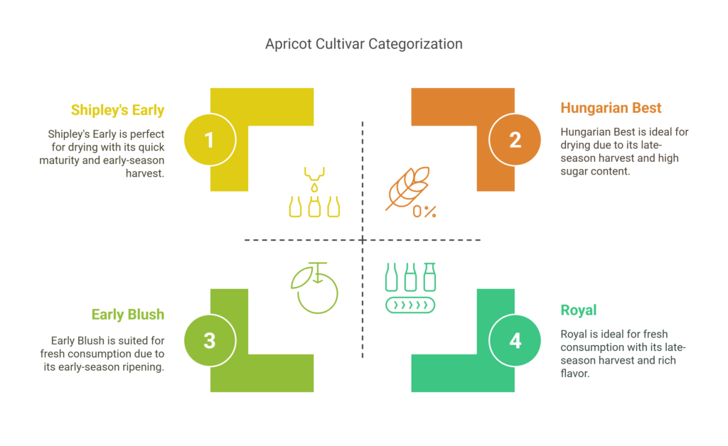 Apricot Farming Profit per Acre