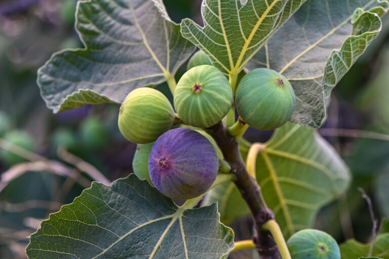 Fig Farming Profit Per Acre