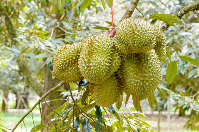 Durian Farming Profit Per Acre