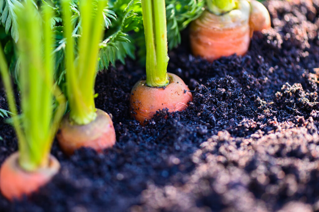 Carrot Farming Profit Per Acre