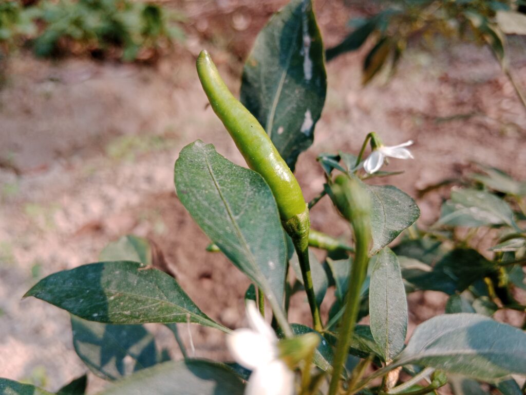Chilli Farming Profit Per Acre