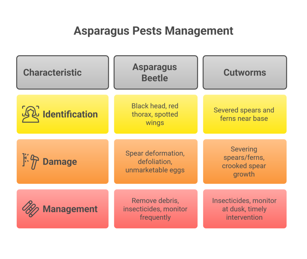Asparagus Farming Profit Per Acre