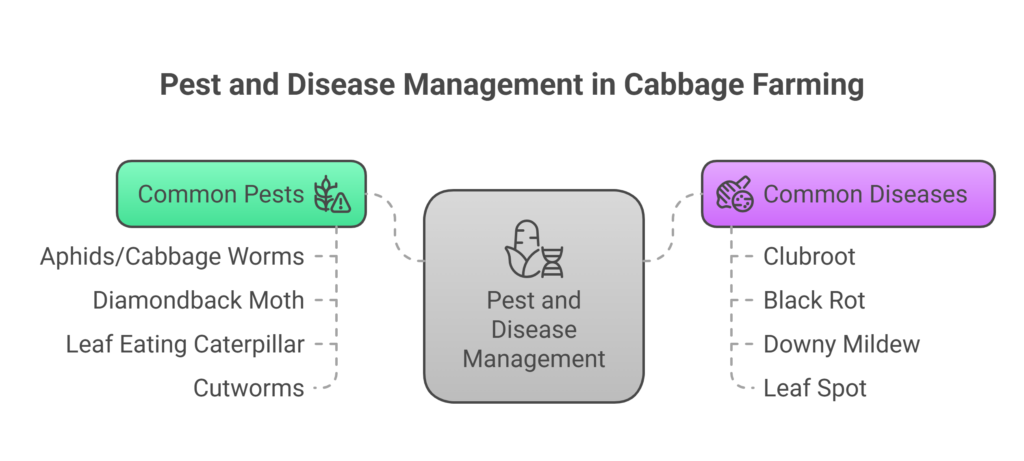 Cabbage Farming Profit Per Acre