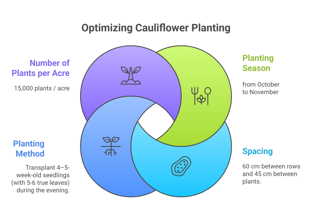 Cauliflower Farming Profit Per Acre
