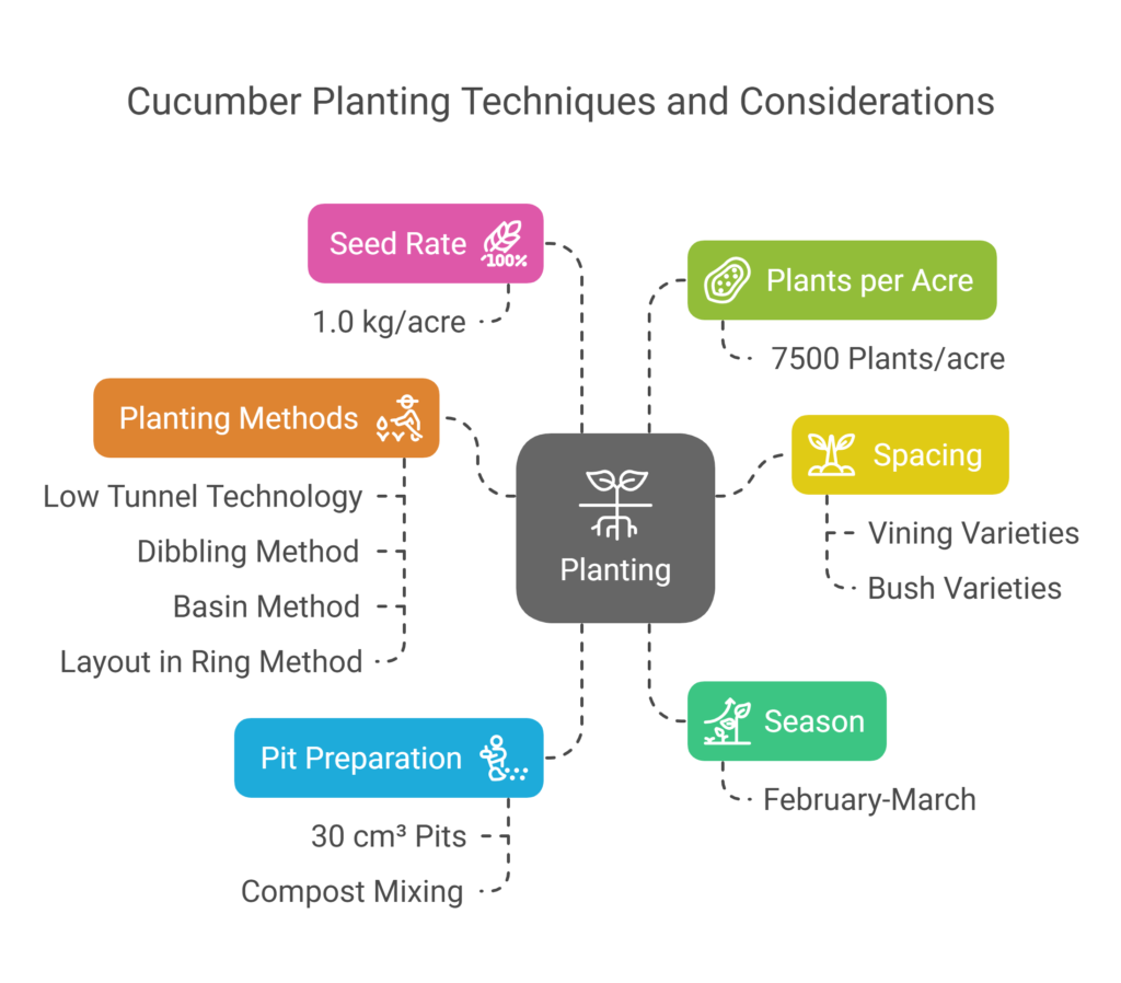 Cucumber Farming profit per Acre