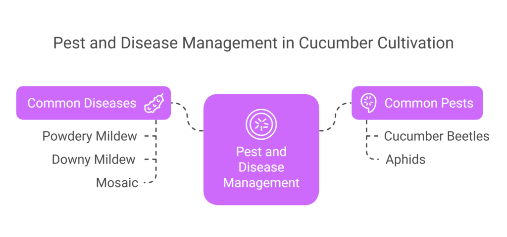 Cucumber Farming profit per Acre