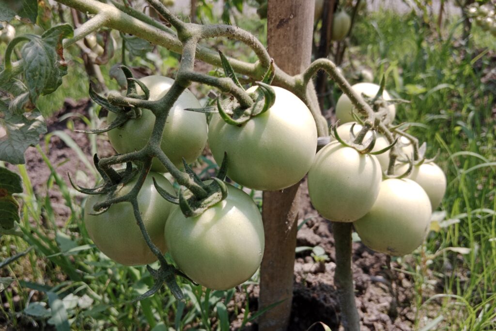 Tomato Farming Profit per Acre