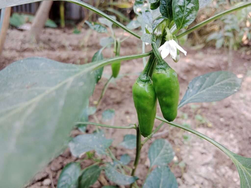 Chilli Farming Profit Per Acre