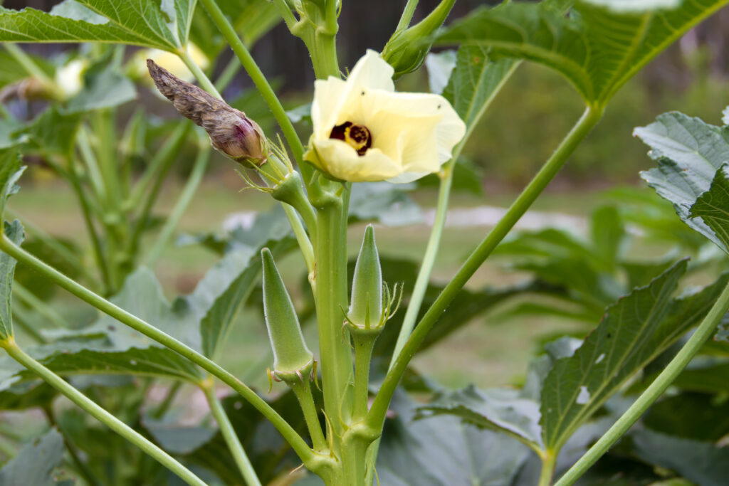 Okra Farming Profit Per Acre