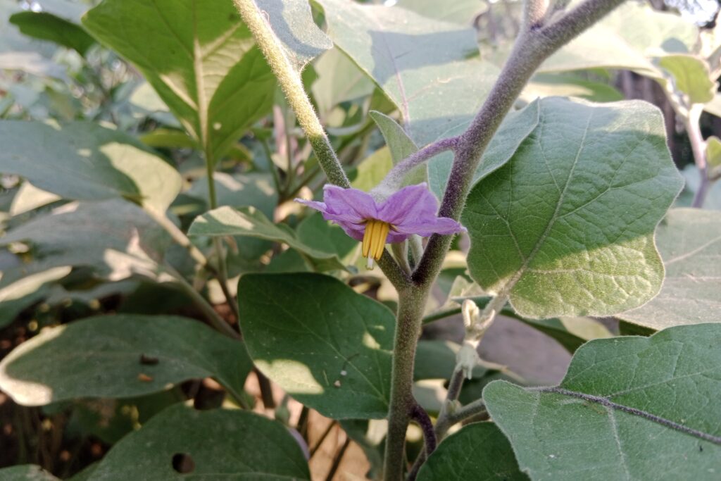 Brinjal Farming Profit Per Acre