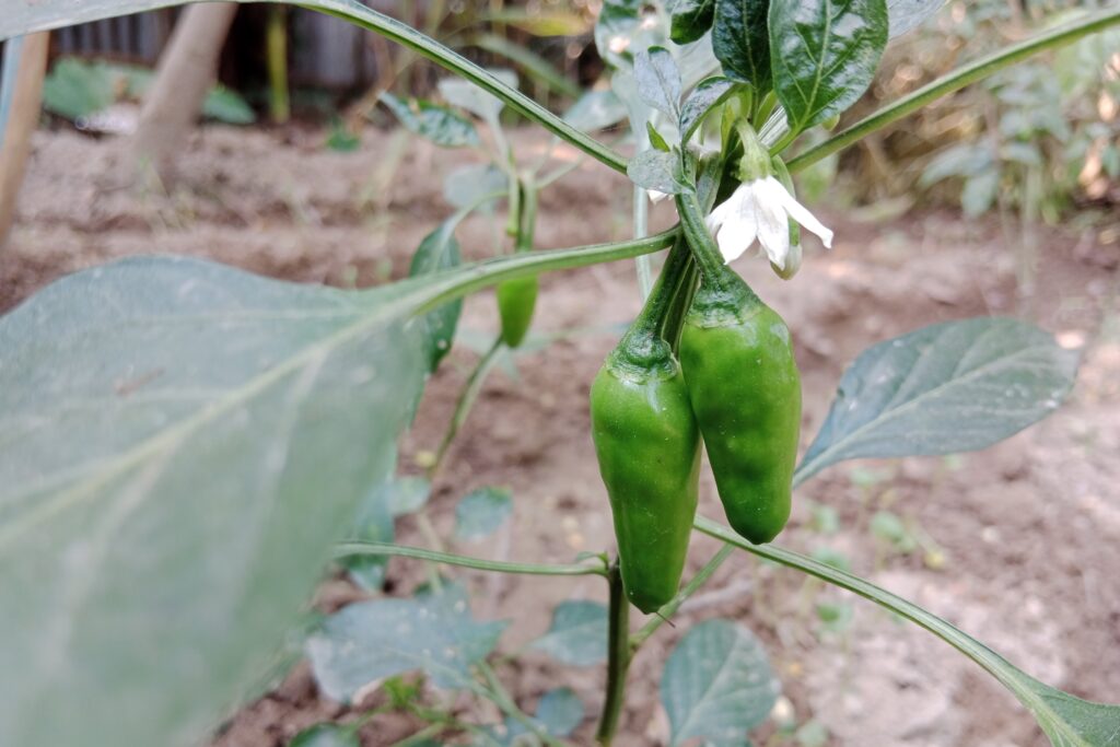 Chilli Farming Profit Per Acre