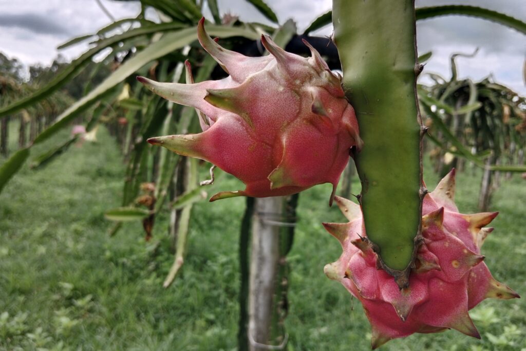 Dragon Fruit Cultivation: The Comprehensive Guide