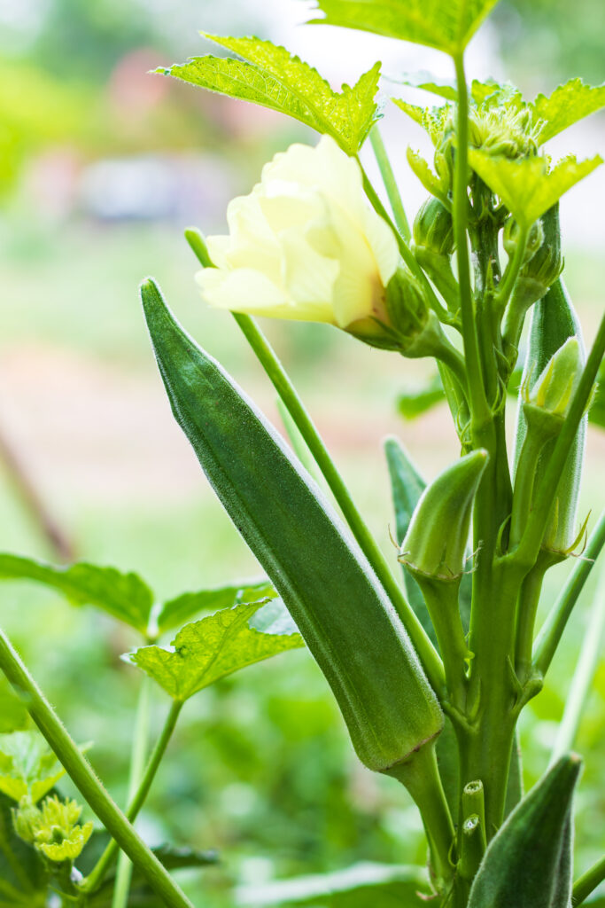 Okra Farming Profit Per Acre