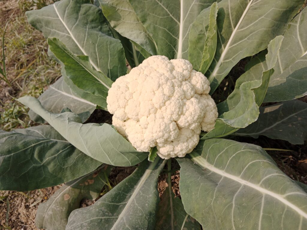 Cauliflower Farming Profit Per Acre