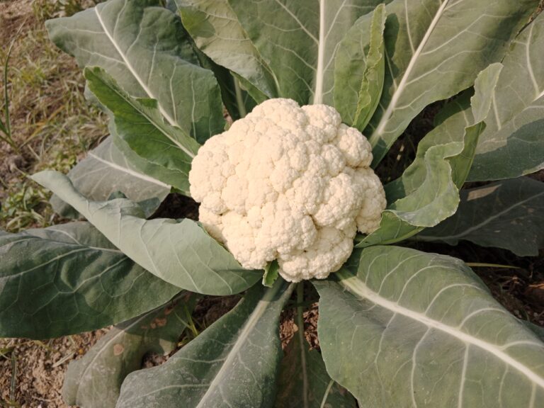 Cauliflower Farming Profit Per Acre