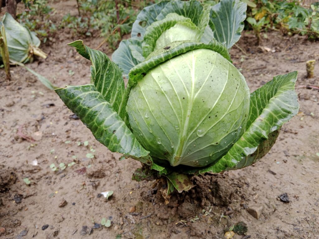 Cabbage Farming Profit Per Acre