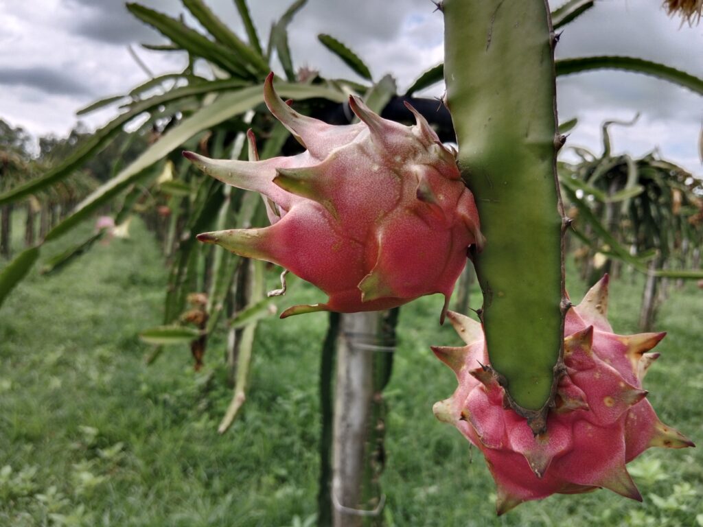 Dragon Fruit Farming: The Comprehensive Guide