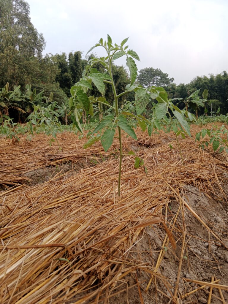 Tomato Farming Profit per Acre