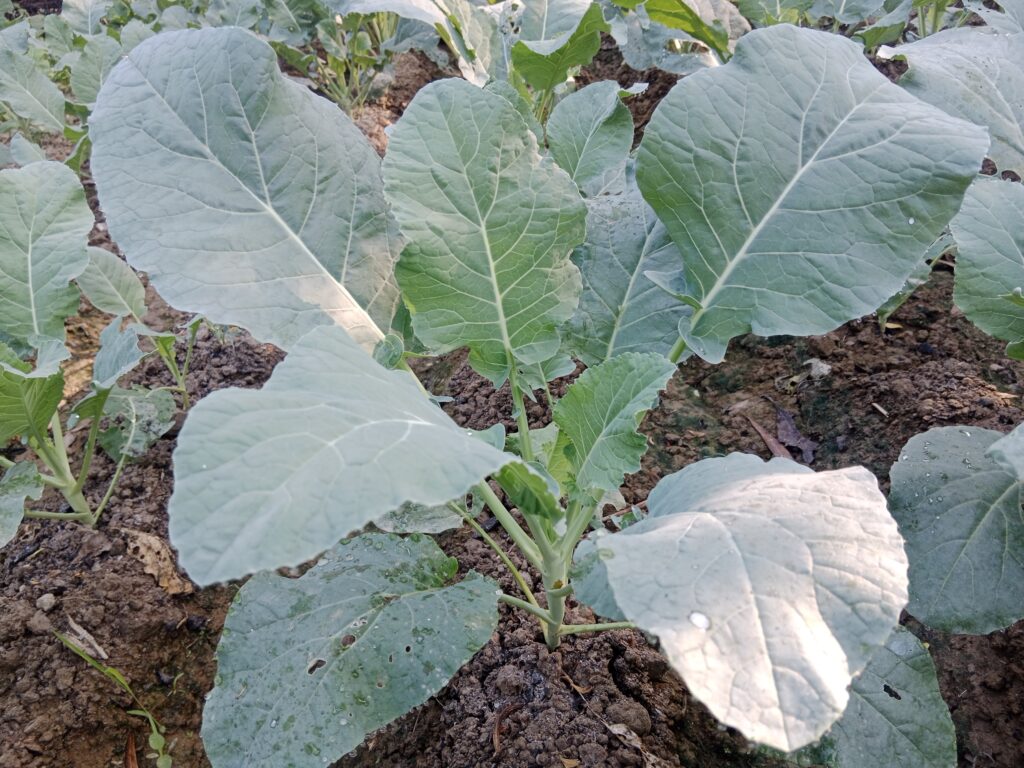 Cauliflower Farming Profit Per Acre