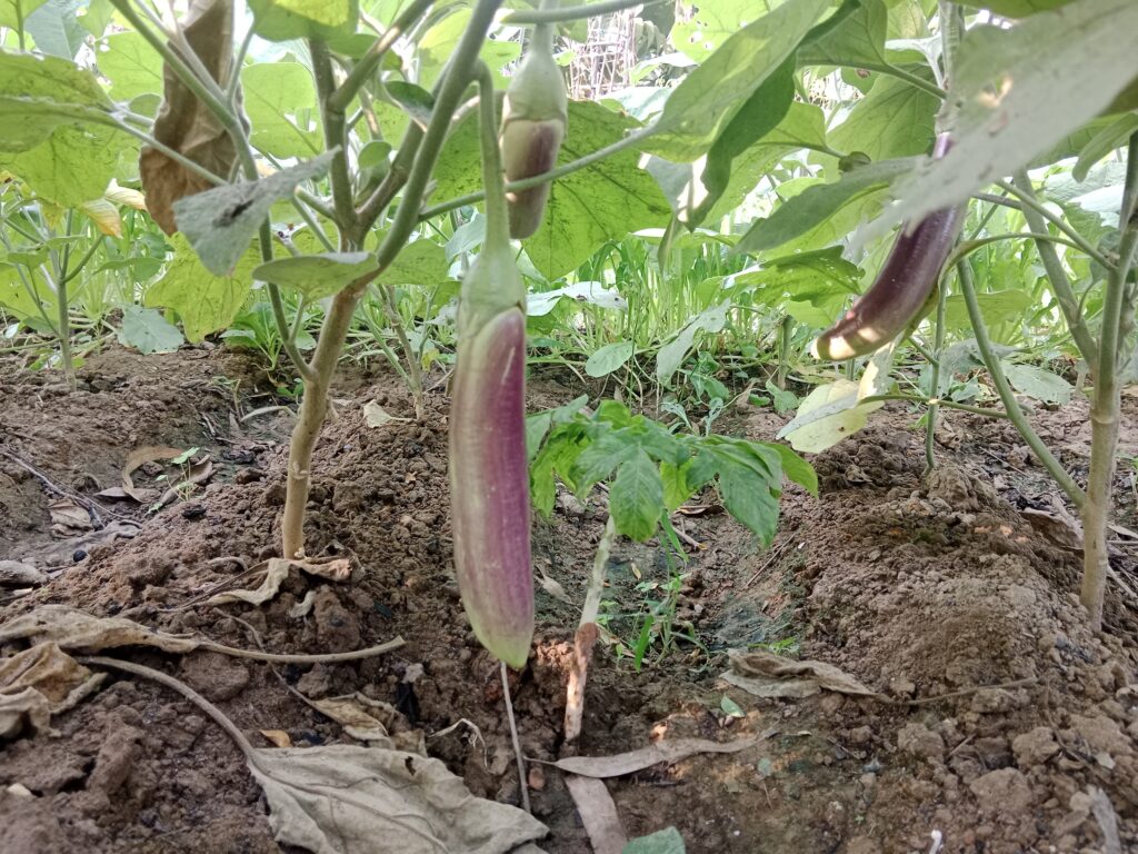 Brinjal (Eggplant) Farming Profit Per Acre